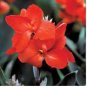 Dwarf Bonsai Canna Lily Outdoor Tropical Bronze Scarlet Foliage Perennial 100 PCS Seeds