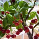 Dwarf Cherry Tree Self- Fertile Fruit Tree Bonsai 10 PCS Seeds Dwarf Cherry Tree Self- Fertile Fruit Tree Bonsai 10 PCS Seeds