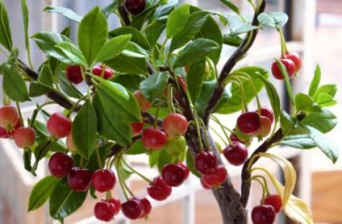 Dwarf Cherry Tree Self- Fertile Fruit Tree Bonsai 10 PCS Seeds