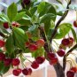 Dwarf Cherry Tree Self- Fertile Fruit Tree Bonsai 10 PCS Seeds