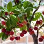 Dwarf Cherry Tree Self- Fertile Fruit Tree Bonsai 10 PCS Seeds