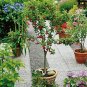 Dwarf Cherry Tree Self- Fertile Fruit Tree Bonsai 10 PCS Seeds