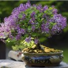 Dwarf Lilac,Syringa meyeri Potted Flower Bonsai 20 PCS Seeds Dwarf Lilac,Syringa meyeri Potted Flower Bonsai 20 PCS Seeds