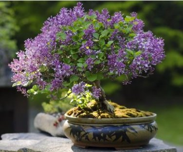 Dwarf Lilac,Syringa meyeri Potted Flower Bonsai 20 PCS Seeds