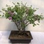 Dwarf Lilac,Syringa meyeri Potted Flower Bonsai 20 PCS Seeds