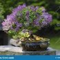 Dwarf Lilac,Syringa meyeri Potted Flower Bonsai 20 PCS Seeds
