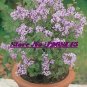 Dwarf Lilac,Syringa meyeri Potted Flower Bonsai 20 PCS Seeds