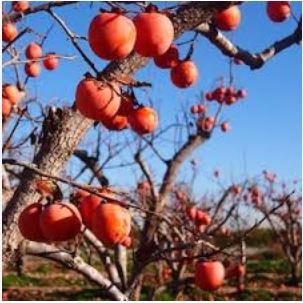 Dwarf Persimmon Seeds Bonsai Mini Fruits 20 PCS Seeds
