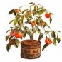 Dwarf Persimmon Seeds Bonsai Mini Fruits 20 PCS Seeds