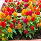 Dwarf Plumed Cockscomb Mixed 200 PCS Seeds