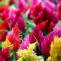 Dwarf Plumed Cockscomb Mixed 200 PCS Seeds