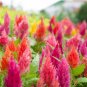 Dwarf Plumed Cockscomb Mixed 200 PCS Seeds