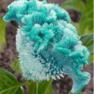 Dwarf Plumed Cockscomb Seeds Balcony Garden Annial Flowers 100 PCS Seeds