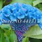 Dwarf Plumed Cockscomb Seeds Balcony Garden Annial Flowers 100 PCS Seeds