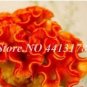 Dwarf Plumed Cockscomb Seeds Balcony Garden Annial Flowers 100 PCS Seeds