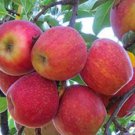Dwarf Red Yellow Apple Tree 10 PCS Seeds