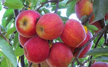 Dwarf Red Yellow Apple Tree 10 PCS Seeds
