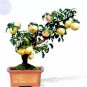 Dwarf Red Yellow Apple Tree 10 PCS Seeds