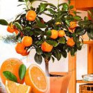 Dwarf Standing Calamondin Citrus Orange Tree 30 PCS Seeds
