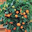 Dwarf Standing Calamondin Citrus Orange Tree 30 Pcs Seeds