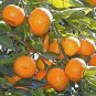Dwarf Standing Orange Tree 30 PCS Seeds
