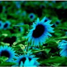 Dwarf Sunflower Seeds Blue Flowers 50 PCS Seeds