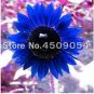 Dwarf Sunflower Seeds Blue Flowers 50 PCS Seeds