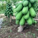 Dwarf_Sweet Papaya 20 PCS Seeds
