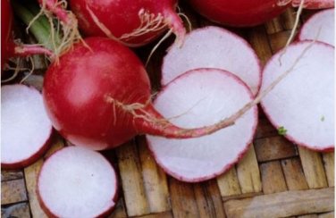 Early Scarlet Radish Vegetables 50 PCS Seeds