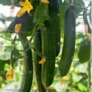 Early Spring Burpless Hybrid Cucumber 50 PCS Seeds
