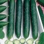 Early Spring Burpless Hybrid Cucumber 50 PCS Seeds