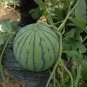 Early-maturing 'landmine' Round Red Organic Watermelon 8 PCS Seeds