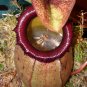 Eating Mosquito Carnivorous Plants Nepenthes 200 PCS Seeds