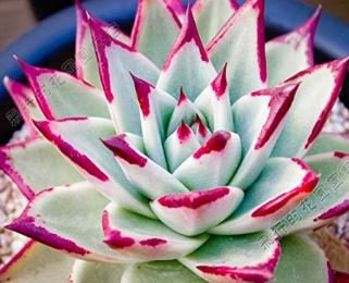 Echeveria Agavoides 20 PCS Seeds