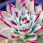 Echeveria Agavoides 20 PCS Seeds