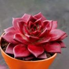Echeveria agavoides Romeo Rubin Succulent Plant 50 PCS Seeds Echeveria agavoides Romeo Rubin Succulent Plant 50 PCS Seeds