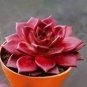 Echeveria agavoides Romeo Rubin Succulent Plant 50 PCS Seeds