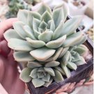 Echeveria Desmetiana Bonsai Rare Succulent Plant 100 PCS Seeds Echeveria Desmetiana Bonsai Rare Succulent Plant 100 PCS Seeds