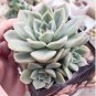 Echeveria Desmetiana Bonsai Rare Succulent Plant 100 PCS Seeds