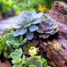 Echeveria Green Red Pink Yellow Colorful Succulent Plants 200 PCS Seeds