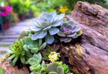 Echeveria Green Red Pink Yellow Colorful Succulent Plants 200 PCS Seeds