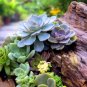 Echeveria Green Red Pink Yellow Colorful Succulent Plants 200 PCS Seeds
