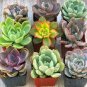 Echeveria Green Red Pink Yellow Colorful Succulent Plants 200 PCS Seeds