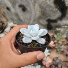 Echeveria Laui Succulent Plant 5 pcs Seeds Echeveria Laui Succulent Plant 5 pcs Seeds