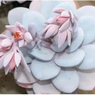 ECHEVERIA Laui Succulents Garden Plants 20 pcs Seeds ECHEVERIA Laui Succulents Garden Plants 20 pcs Seeds