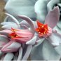 ECHEVERIA Laui Succulents Garden Plants 20 pcs Seeds