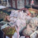 Echeveria Lauii Pink Succulent Lovely Plant  10 PCS Seeds
