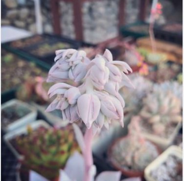 Echeveria Lauii Pink Succulent Lovely Plant  10 PCS Seeds