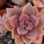 Echeveria Lauii Pink Succulent Lovely Plant 10 PCS Seeds