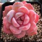 Echeveria Lauii Pink Succulent Lovely Plant 10 PCS Seeds